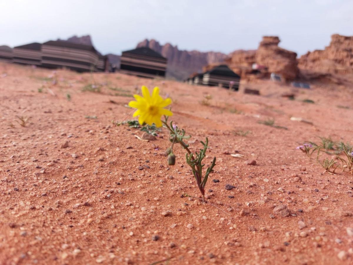 Bedouin Future Camp Wadi Rum Exterior foto