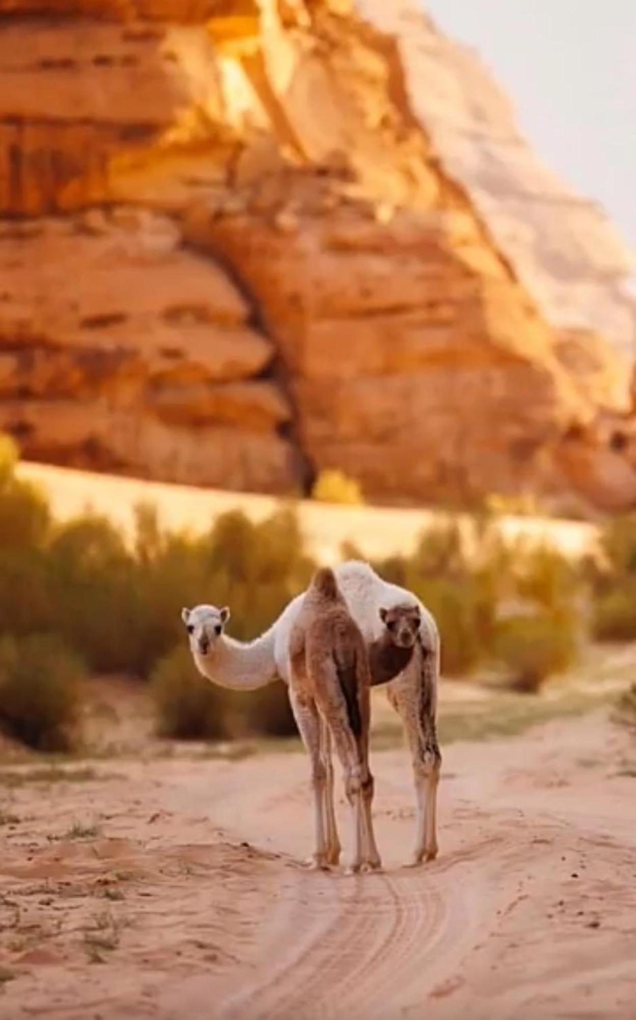 Bedouin Future Camp Wadi Rum Exterior foto